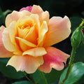 Rose Plant Live C240