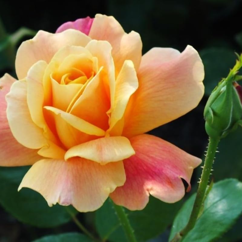 Rose Plant Live C240
