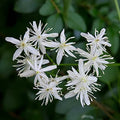 4 Inch Live Clematis Sweet Autumn Plant J5087