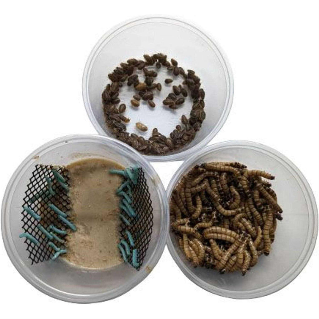 Small Roach Hornworm & Superworm Live Feeder Combo Reptile Food O457509