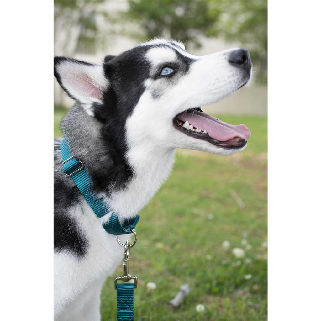 Martingale Nylon Dog Collar H3521