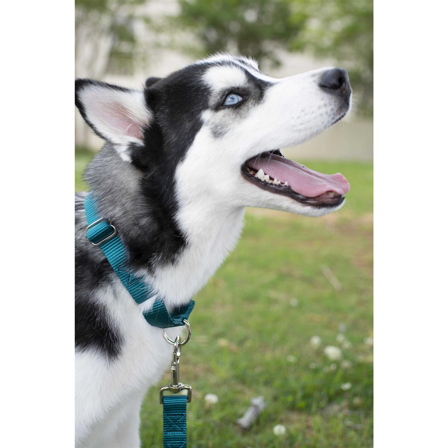 Martingale Nylon Dog Collar H3521