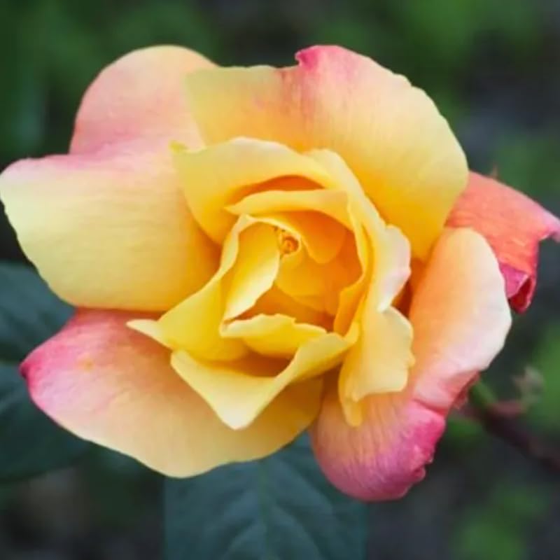 Rose Plant Live C240