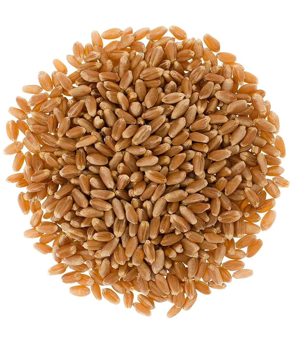25 LBS Hard Red Winter Wheat Berries in Bucket E518