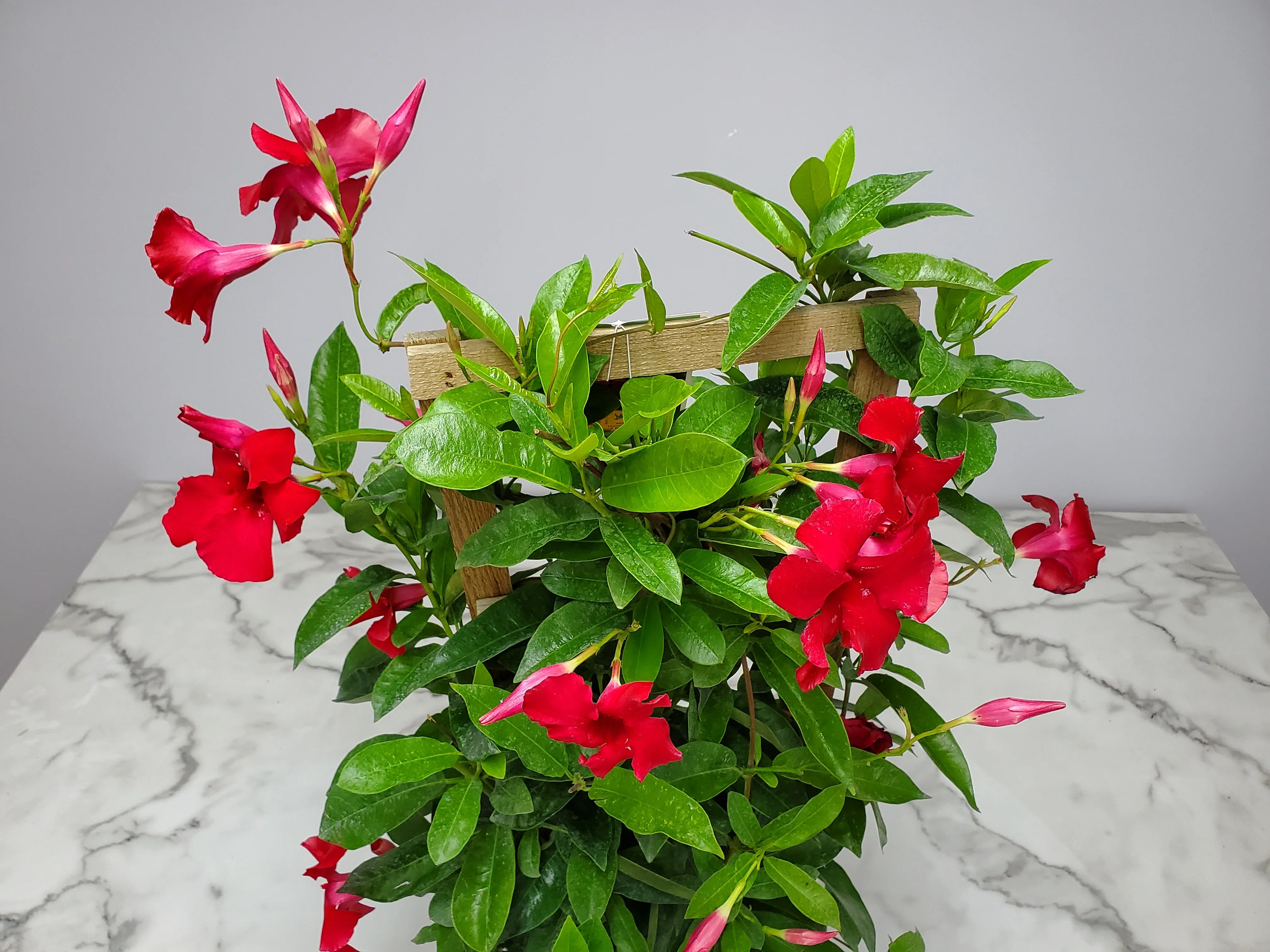 36" Giant Red Mandevilla Vine Plant on a Starter Trellis X436160