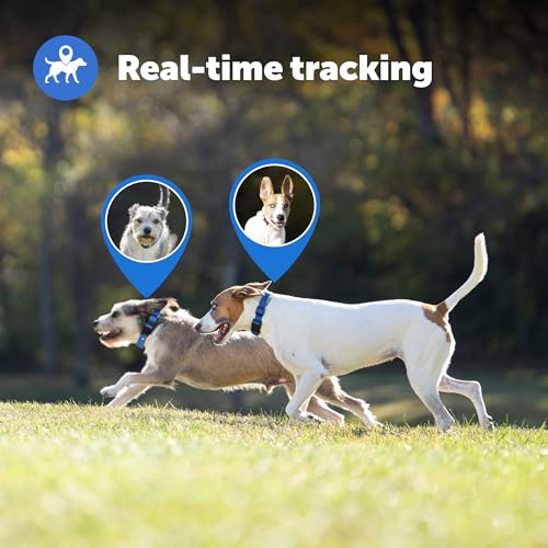GPS Dog Collar with App, Waterproof Rechargeable (Blue, Grey) T4716
